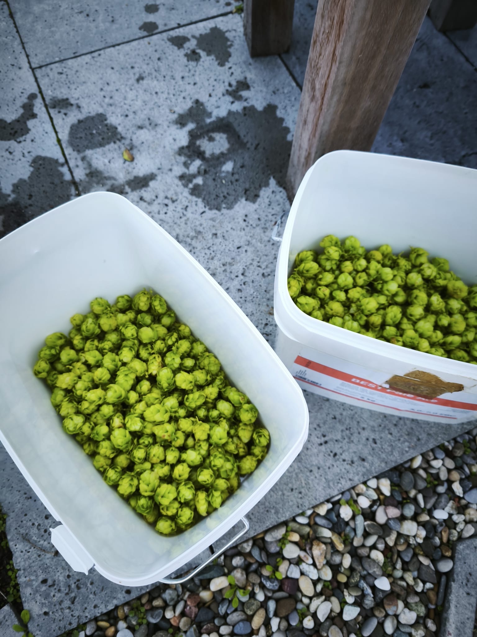 Hop, verser dan vers. Trend of niche in 2026?